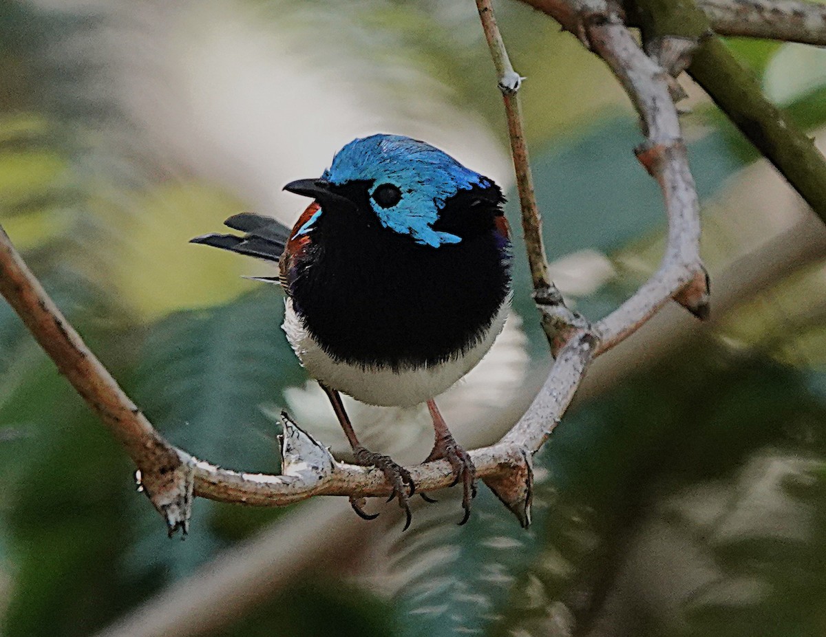 Variegated Fairywren - ML633952671