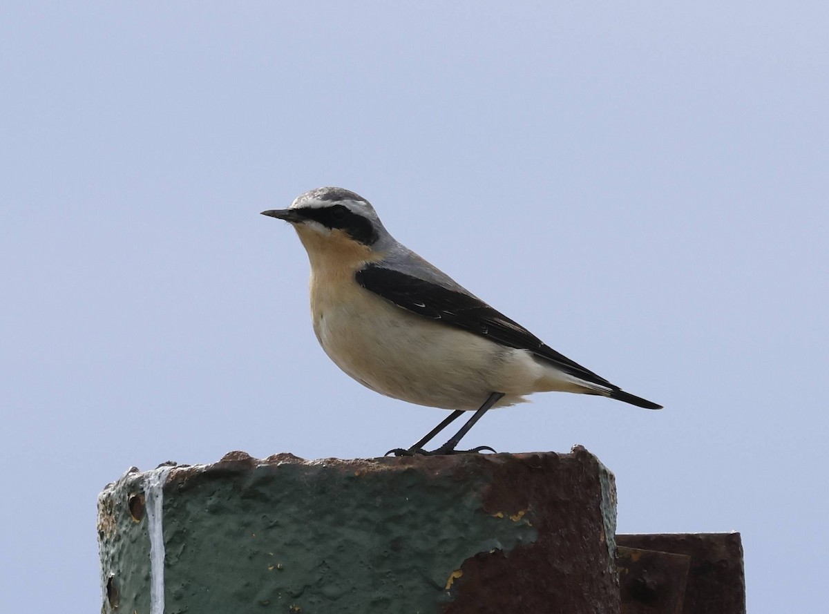 Northern Wheatear - ML633952678