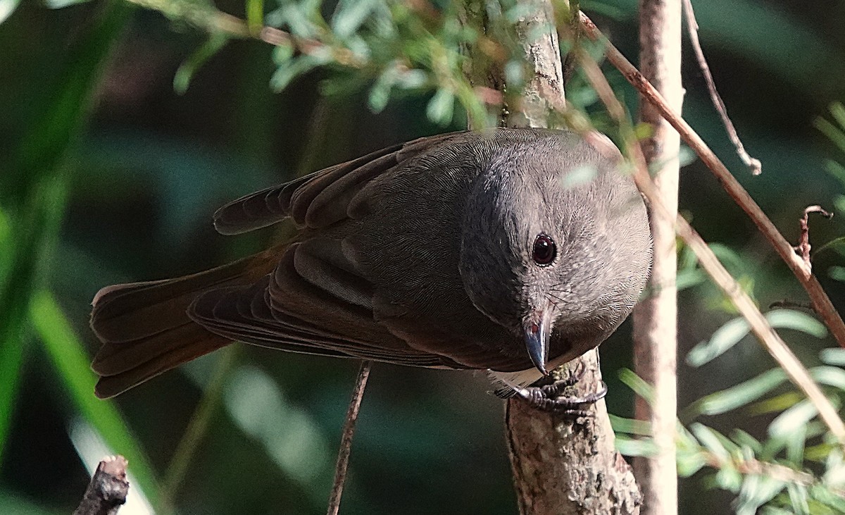 Golden Whistler - ML633952687
