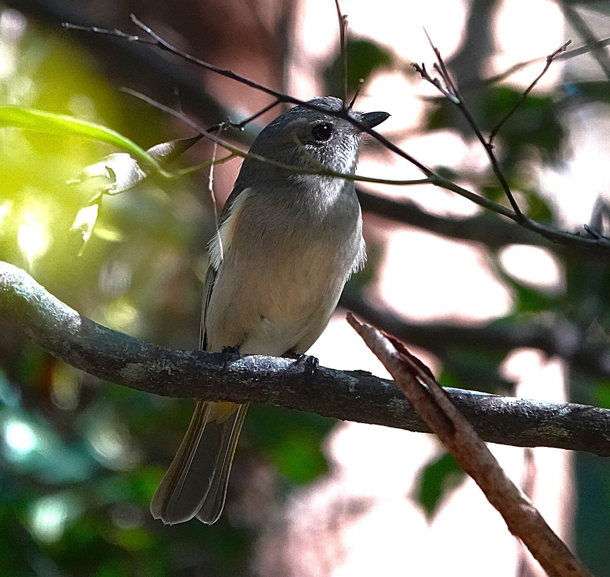 Golden Whistler - ML633952691
