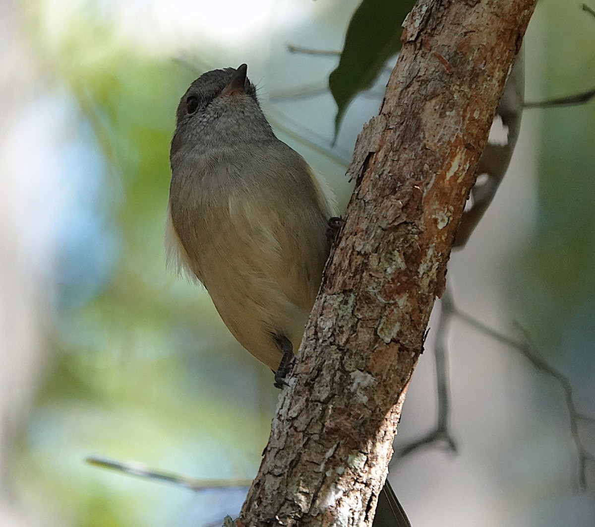 Golden Whistler - ML633952696