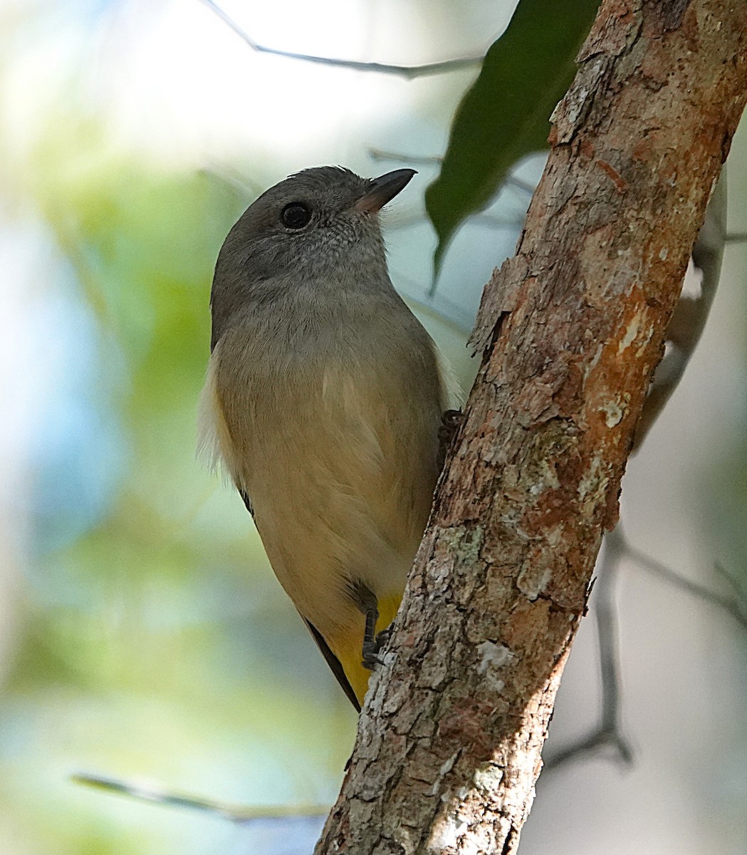 Golden Whistler - ML633952699