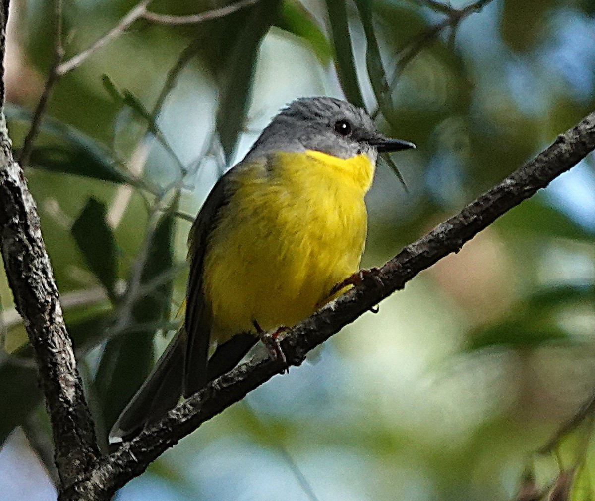 Eastern Yellow Robin - ML633952711