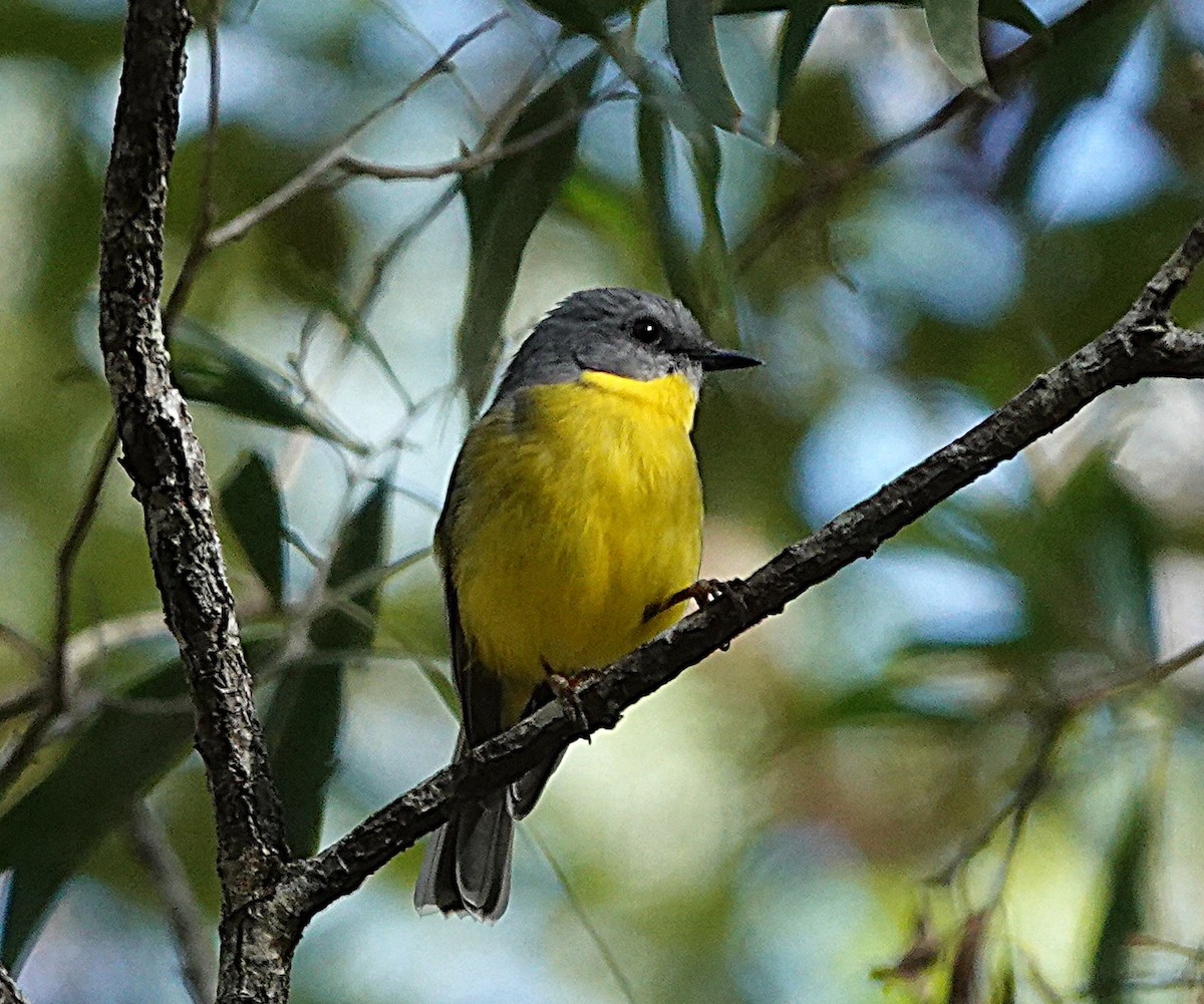 Eastern Yellow Robin - ML633952720
