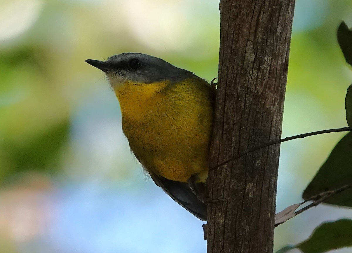 Eastern Yellow Robin - ML633952721