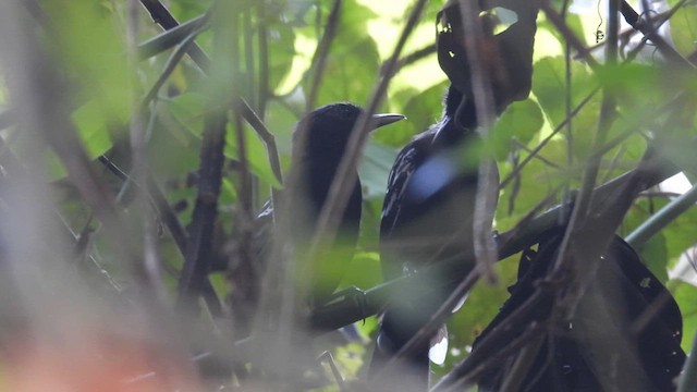 Jet Antbird - ML633952755