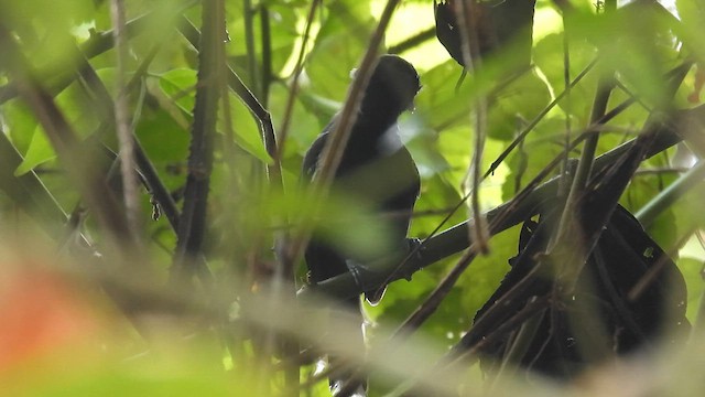 Jet Antbird - ML633952775