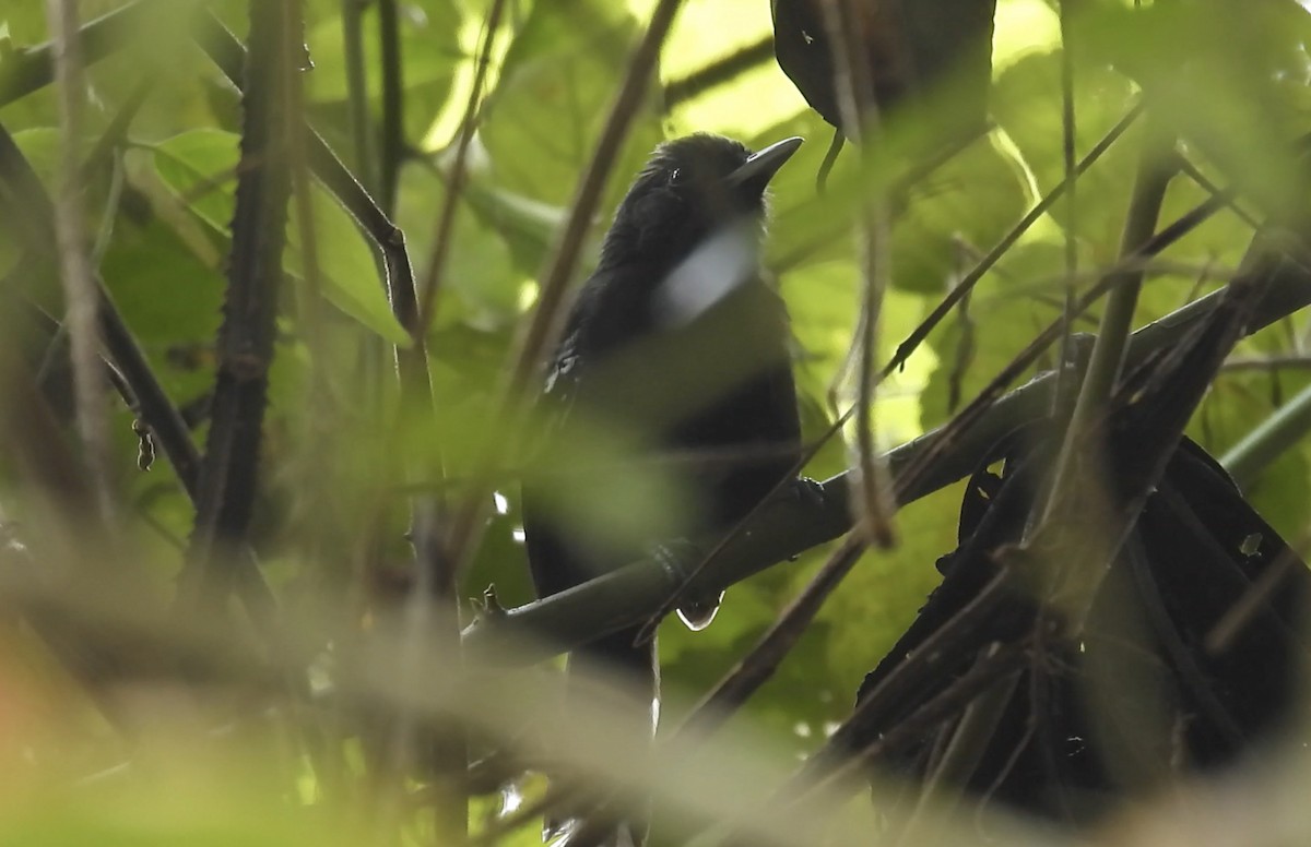 Jet Antbird - ML633952791