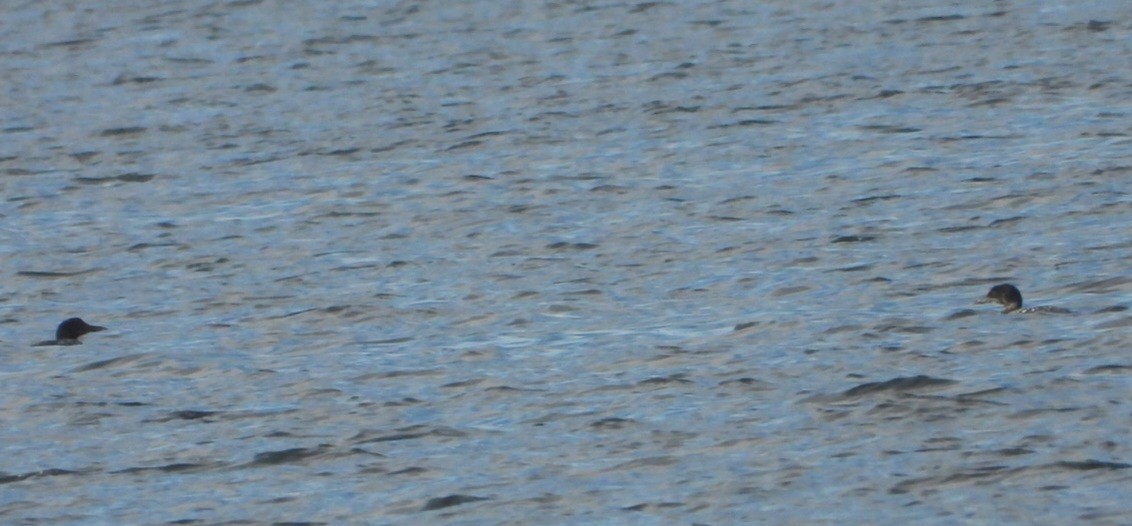 Common Loon - ML633952809