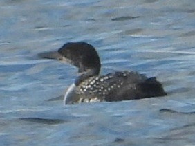 Common Loon - ML633952810