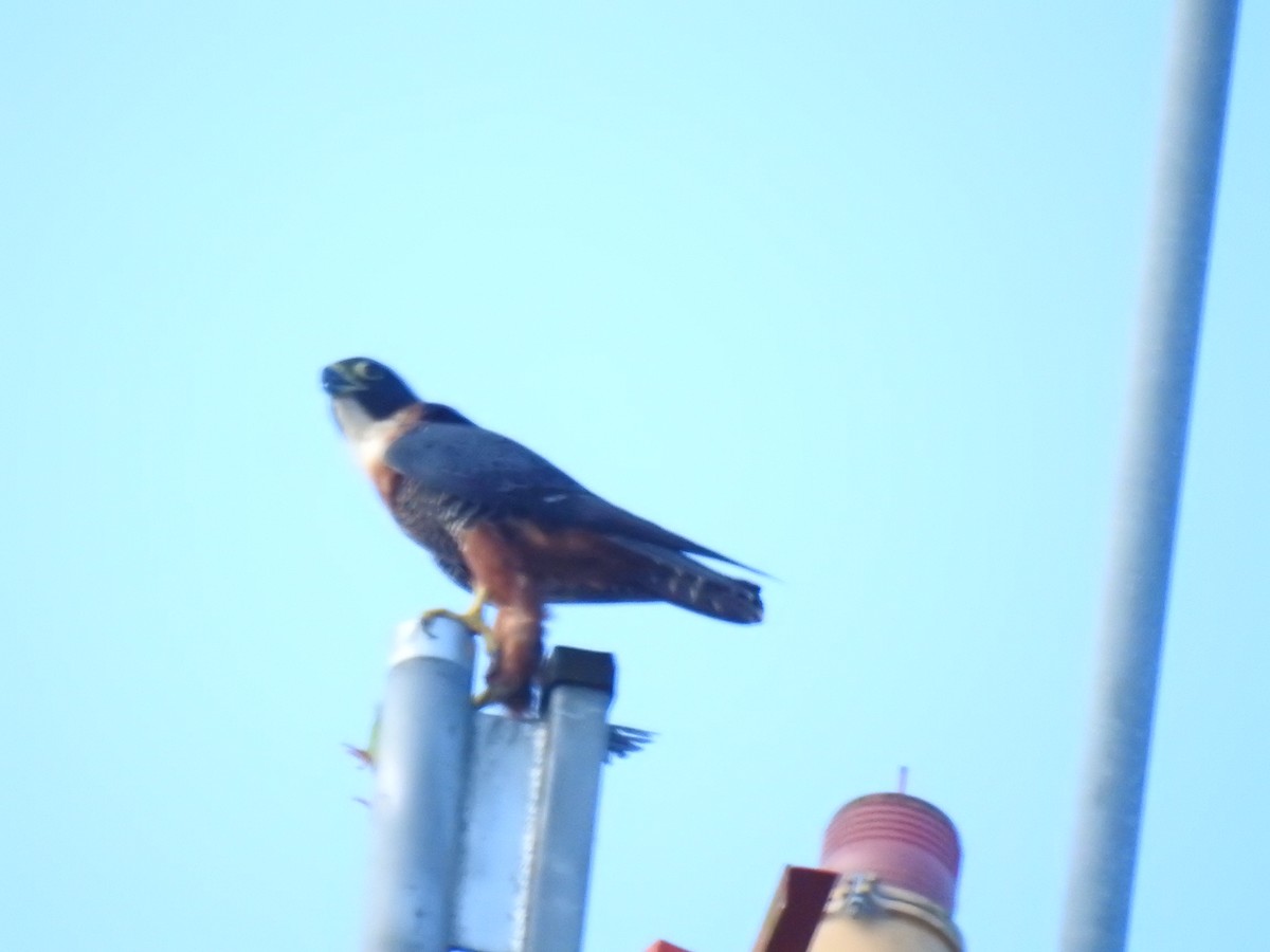 Orange-breasted Falcon - ML633952852