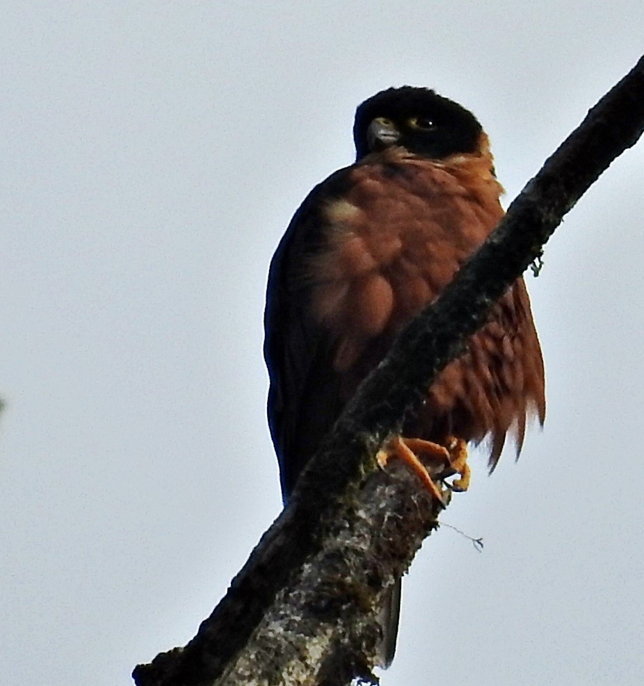 Malaienbaumfalke - ML633952859