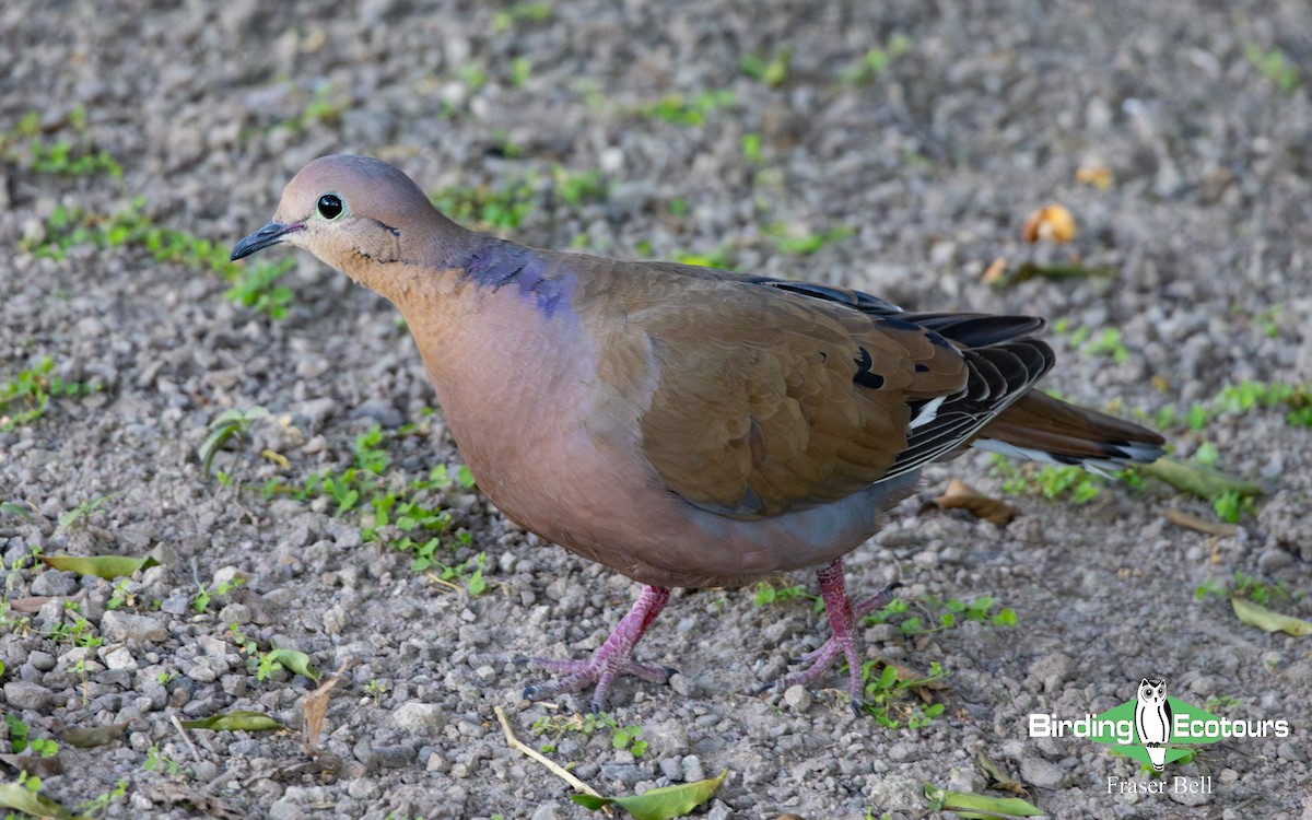 eBird Checklist - 23 Mar 2025 - Hope Botanical Gardens - 25 species
