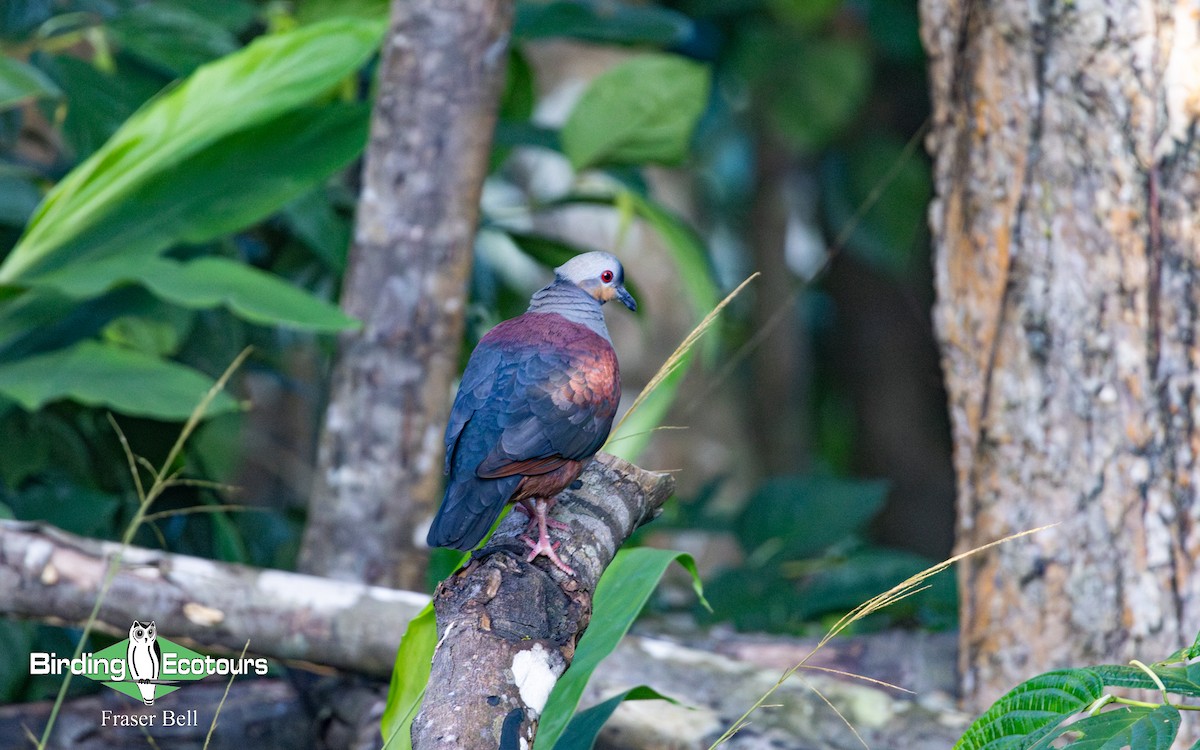 Crested Quail-Dove - ML633952960