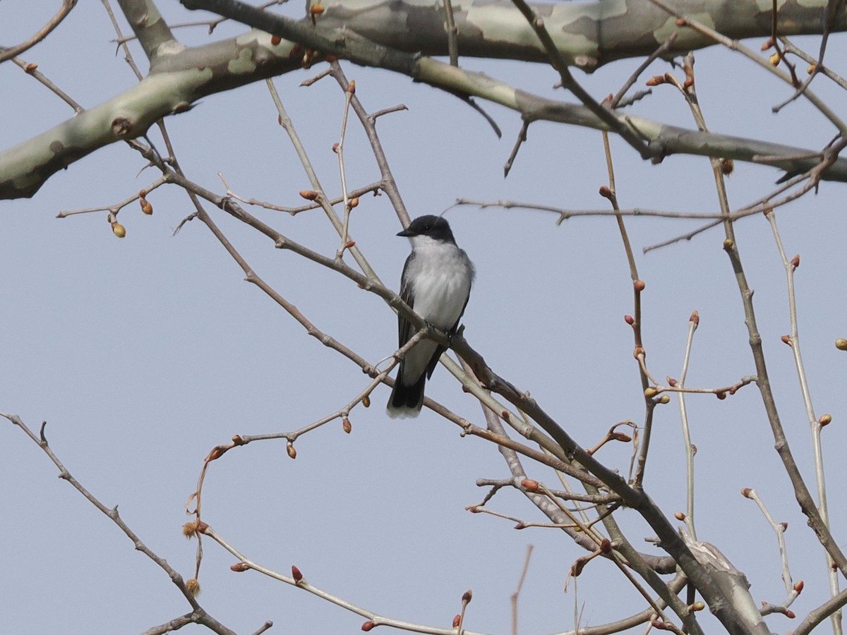 Eastern Kingbird - ML633952963