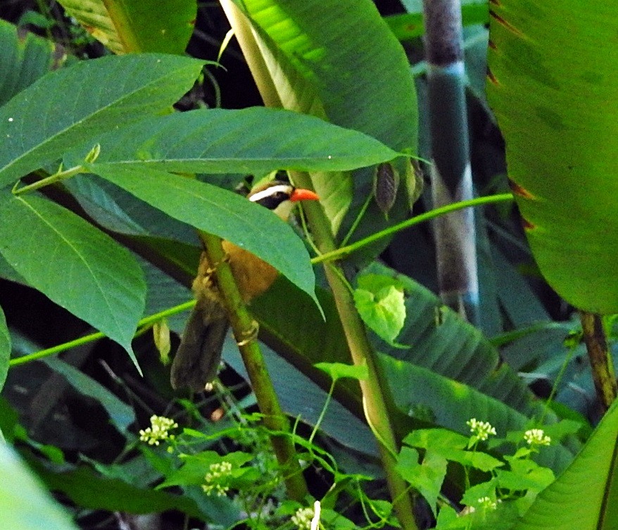 Brown-crowned Scimitar-Babbler - ML633952998