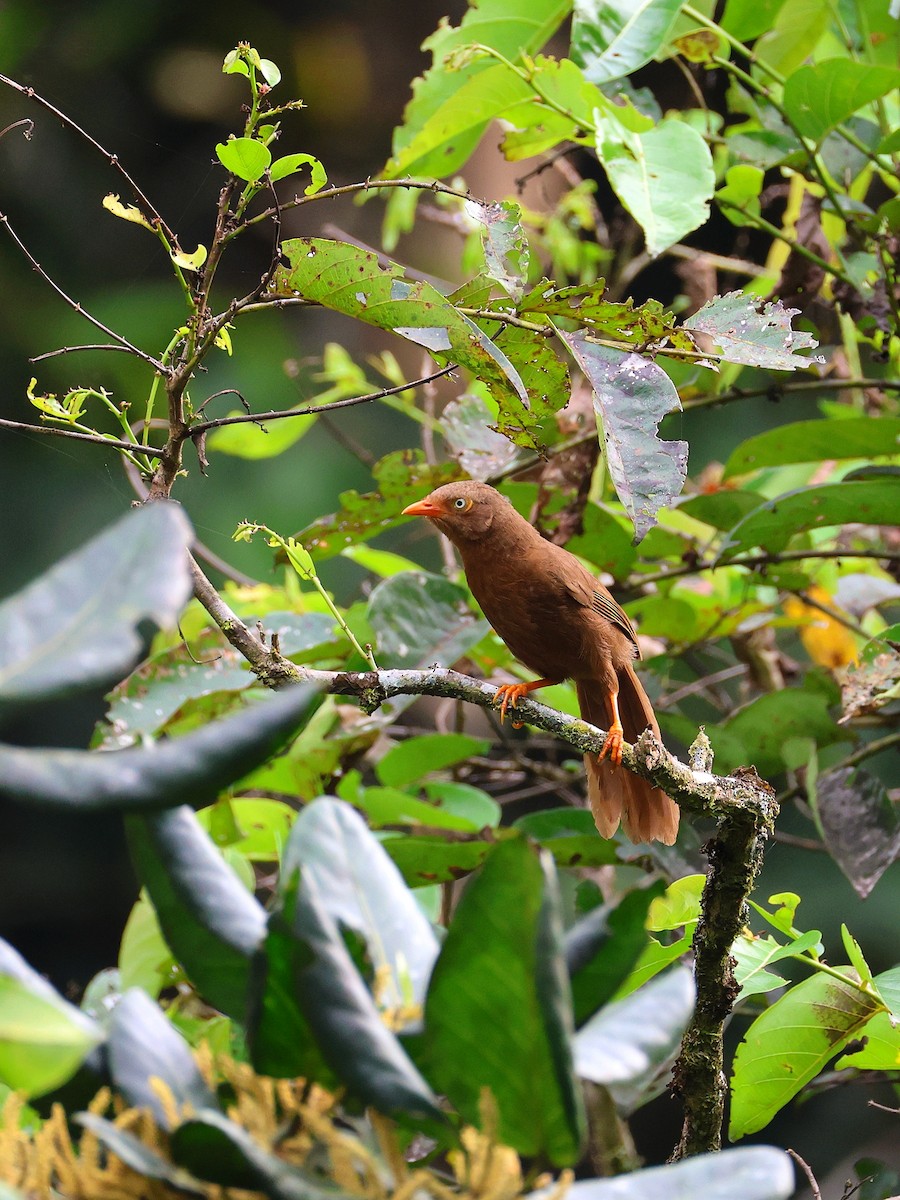 Orange-billed Babbler - ML633953020