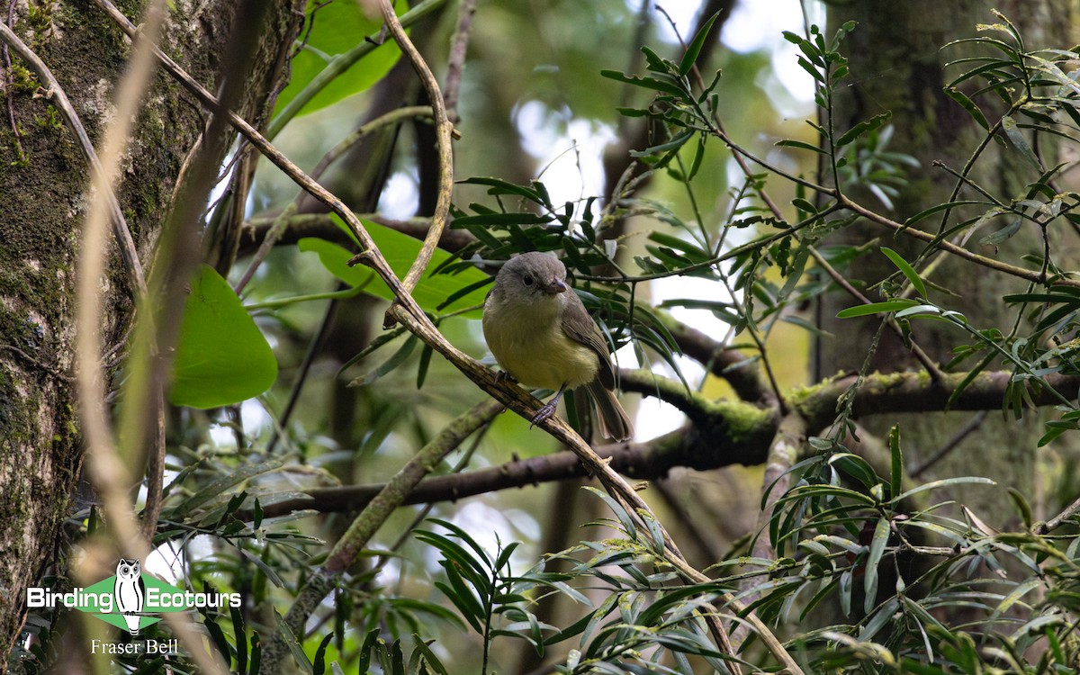 Blue Mountain Vireo - ML633953021
