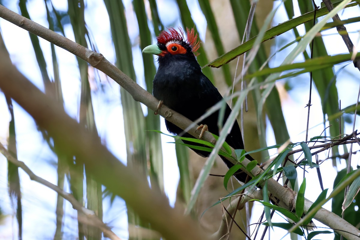 Red-crested Malkoha - ML633953029