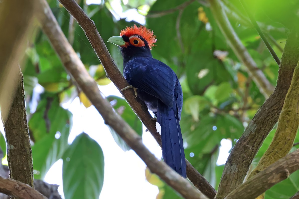 Red-crested Malkoha - ML633953033