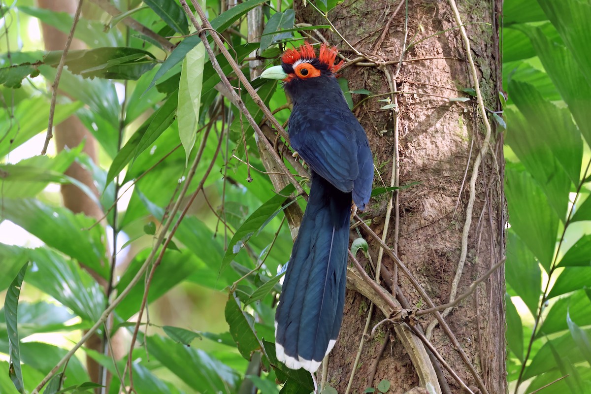 Red-crested Malkoha - ML633953034