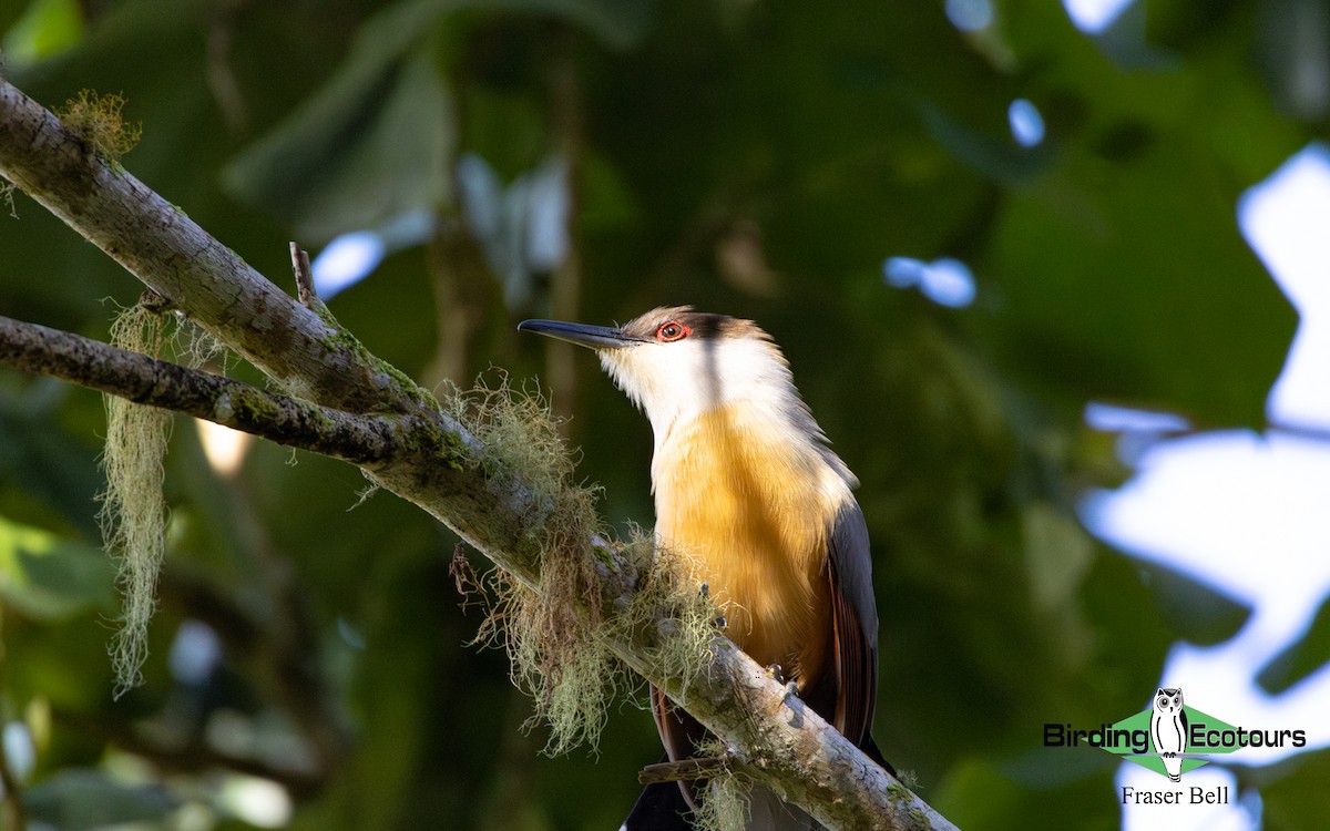 Jamaican Lizard-Cuckoo - ML633953061