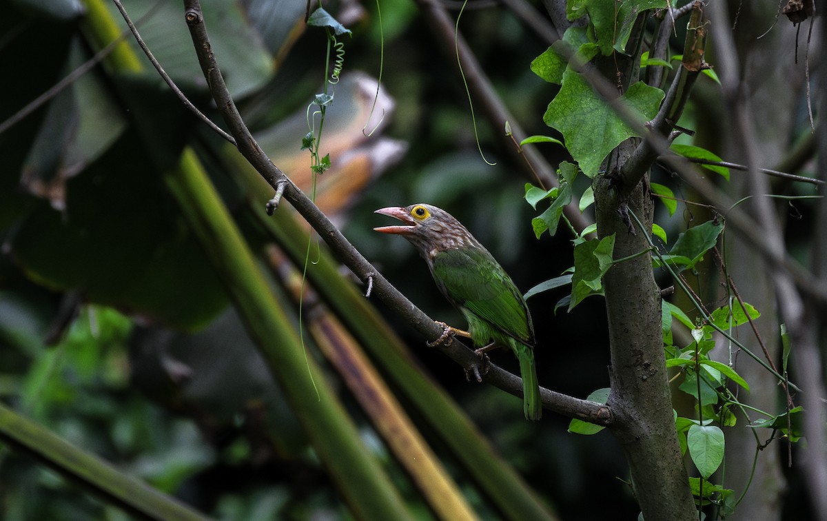 Lineated Barbet - ML633953110