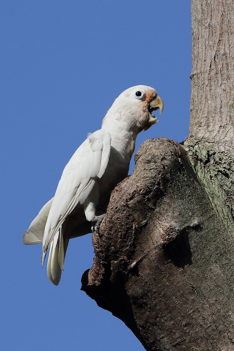 Tanimbar Corella - ML633953112