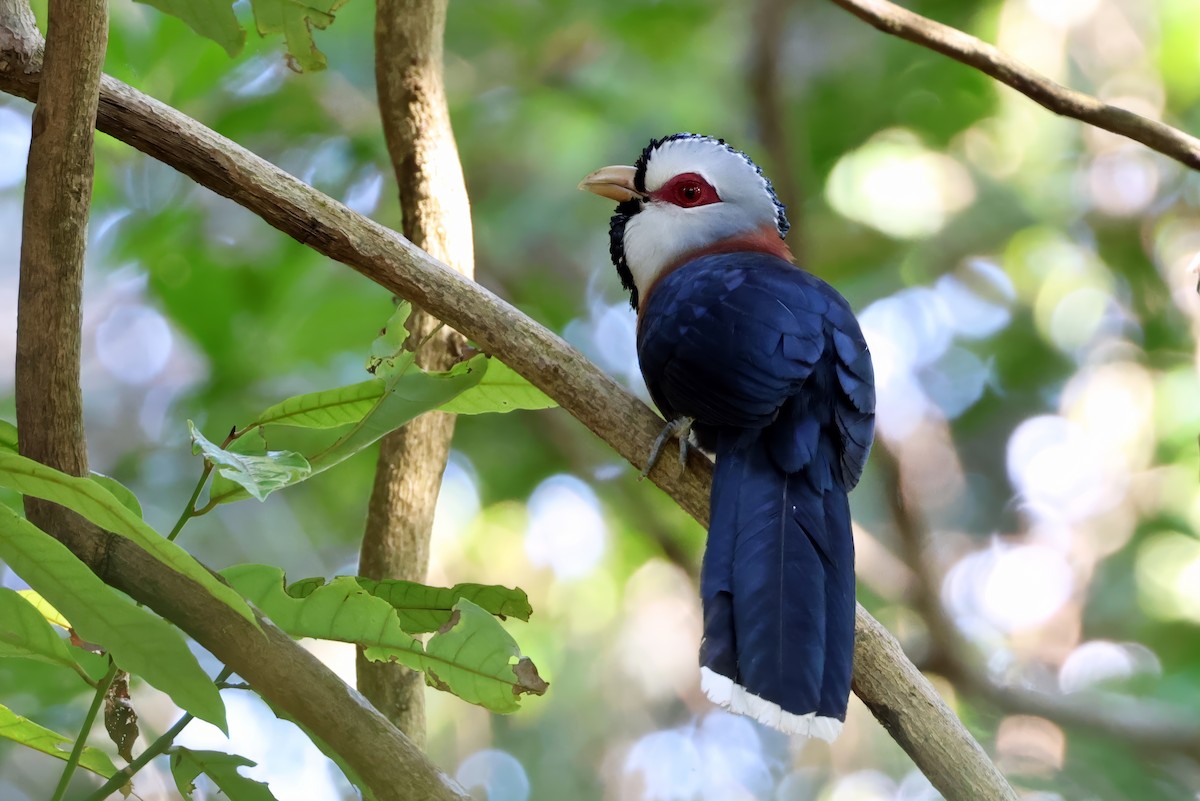 Scale-feathered Malkoha - ML633953194