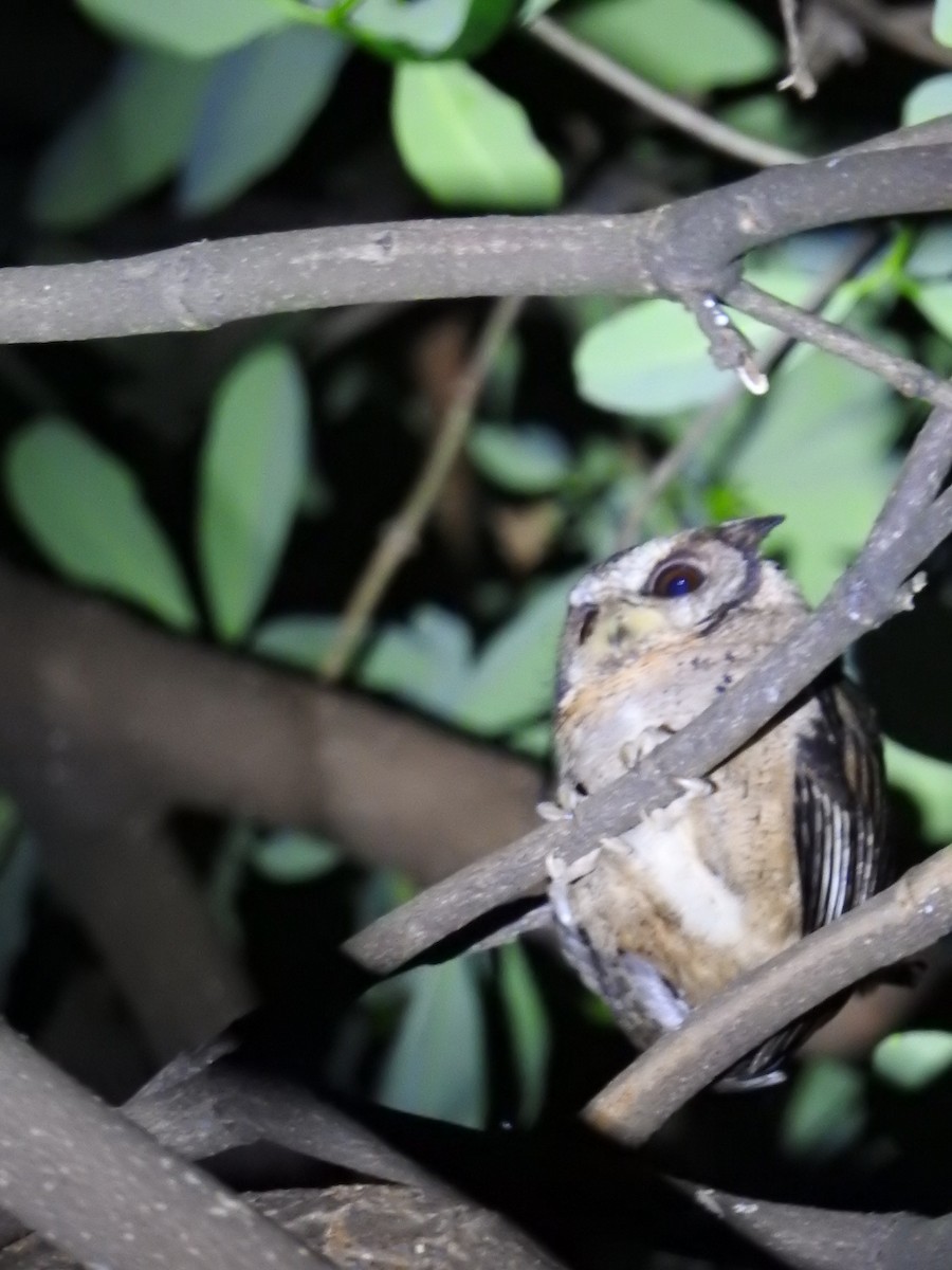 Collared Scops-Owl - ML633953560