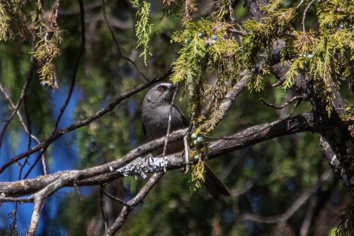 Abyssinian Catbird - ML633953636