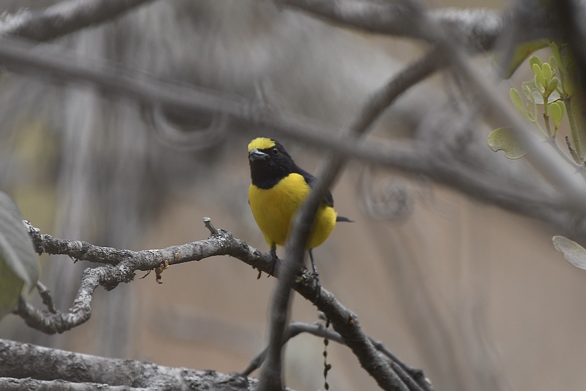West Mexican Euphonia - ML633953656