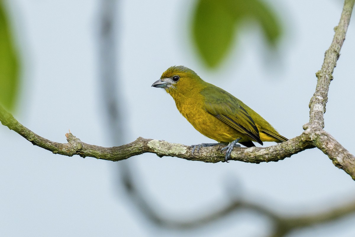 Golden-bellied Euphonia - ML633953931