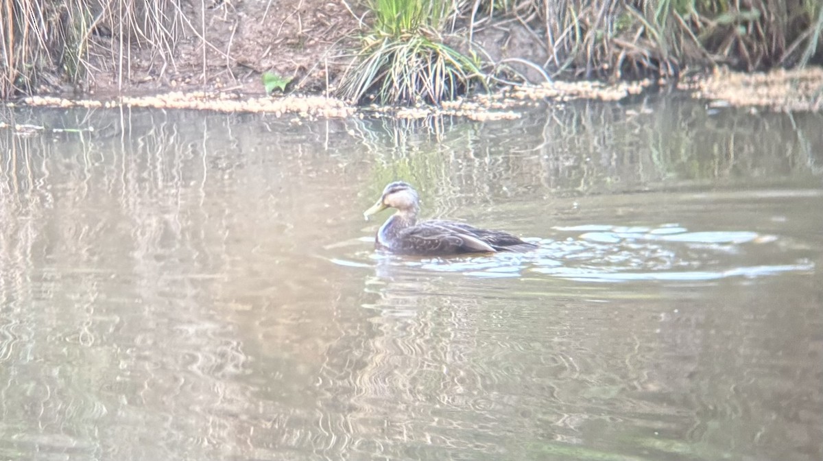 American Black Duck - ML633954078