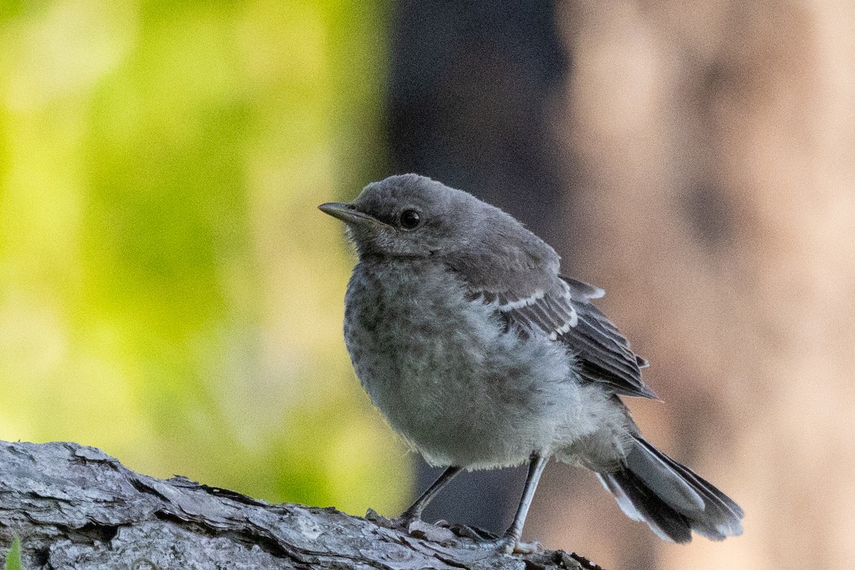 Northern Mockingbird - ML633954082