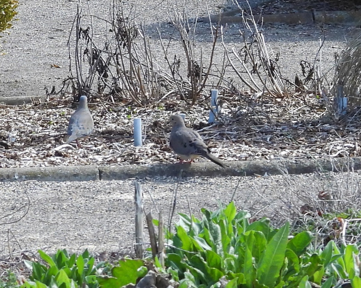 Mourning Dove - ML633954088