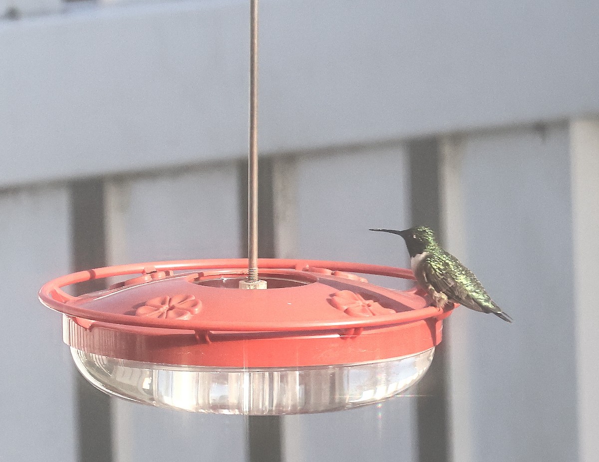 Ruby-throated Hummingbird - ML633954165