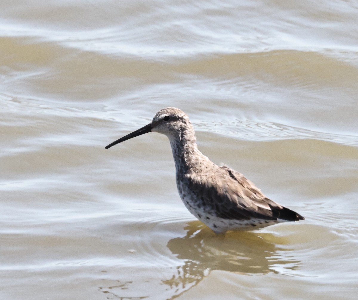 Stilt Sandpiper - ML633954236