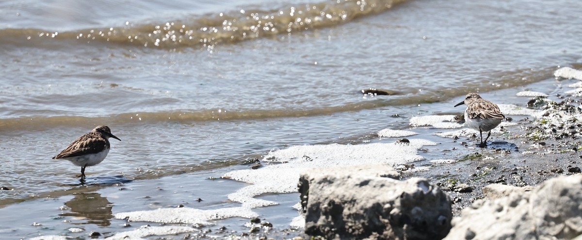 Least Sandpiper - ML633954241