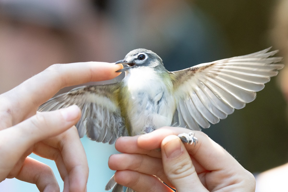 Blue-headed Vireo - ML633954408