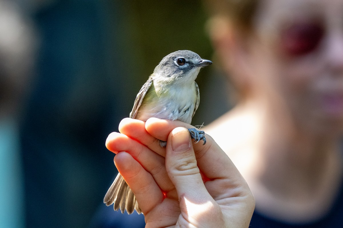 Blue-headed Vireo - ML633954425