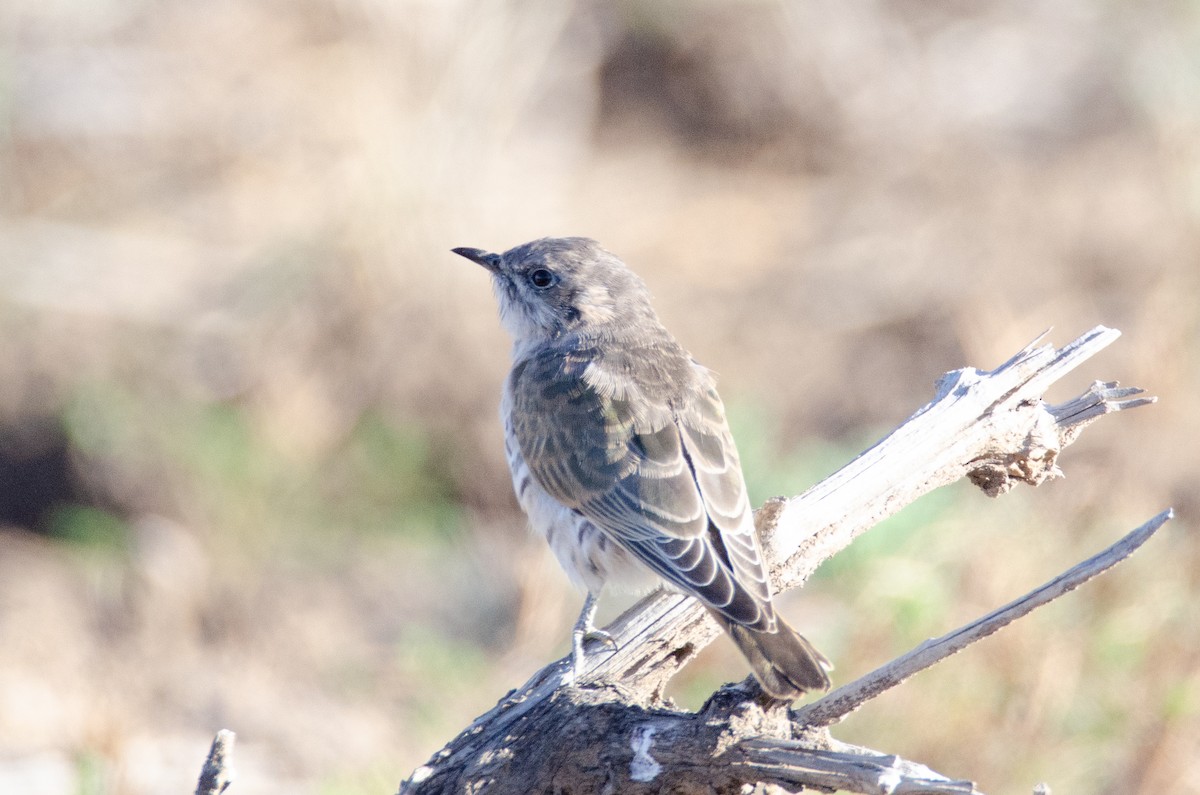 Horsfield's Bronze-Cuckoo - ML633954501
