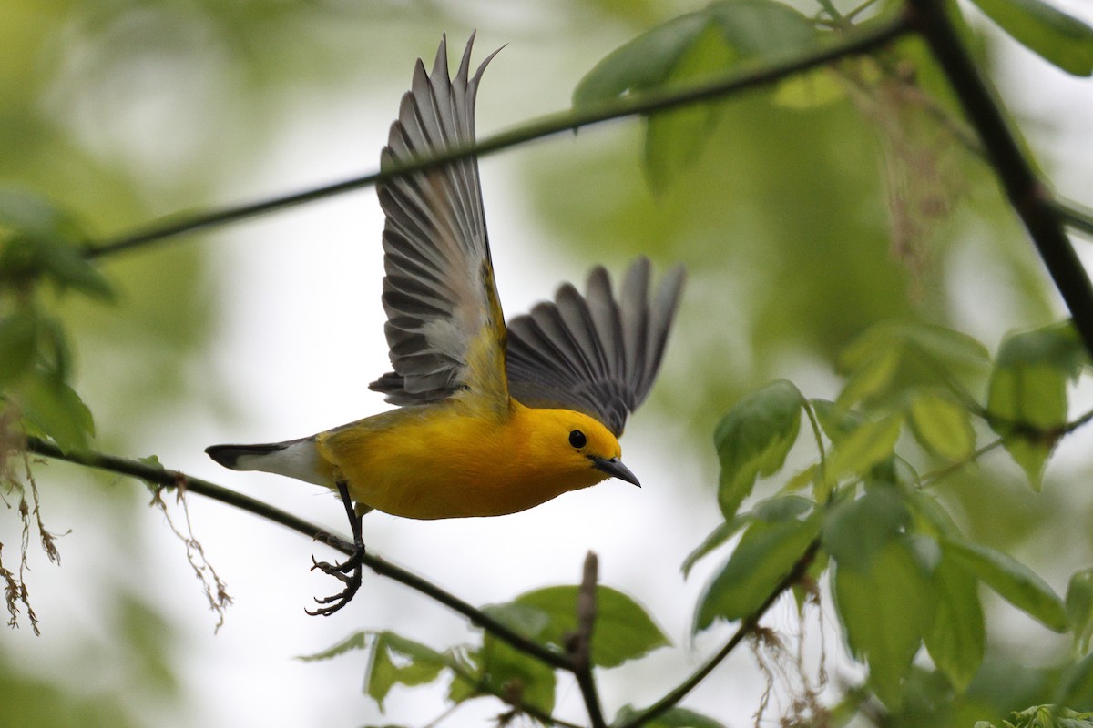 Prothonotary Warbler - ML633954642