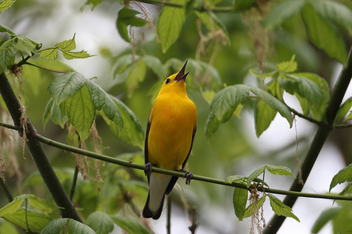 Prothonotary Warbler - ML633954644