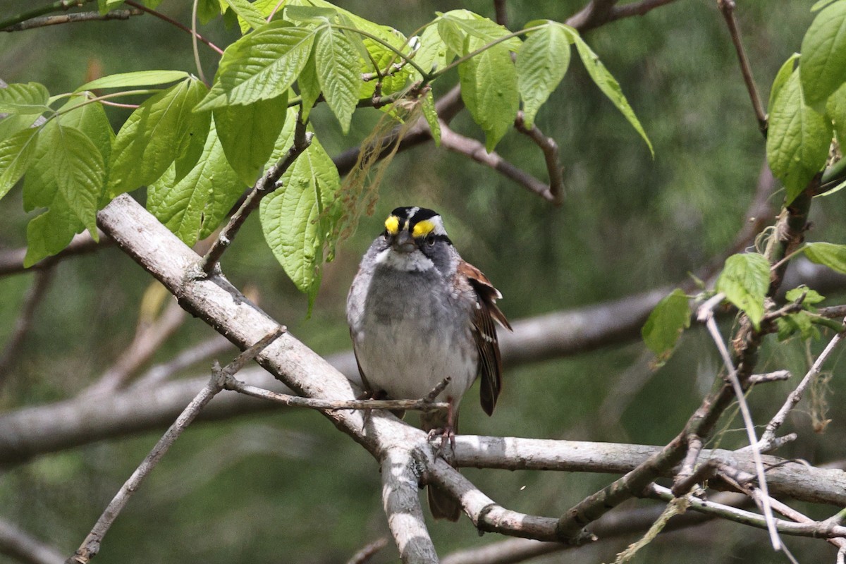 White-throated Sparrow - ML633954704