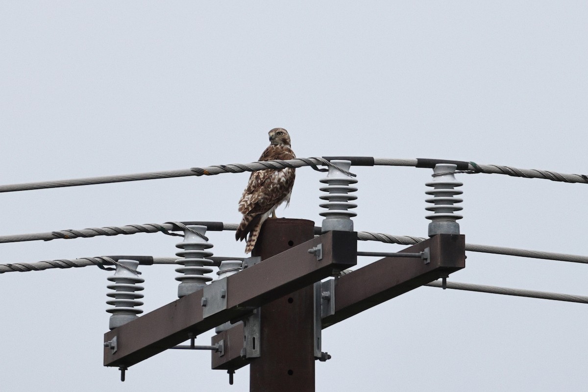 Red-tailed Hawk - ML633954745