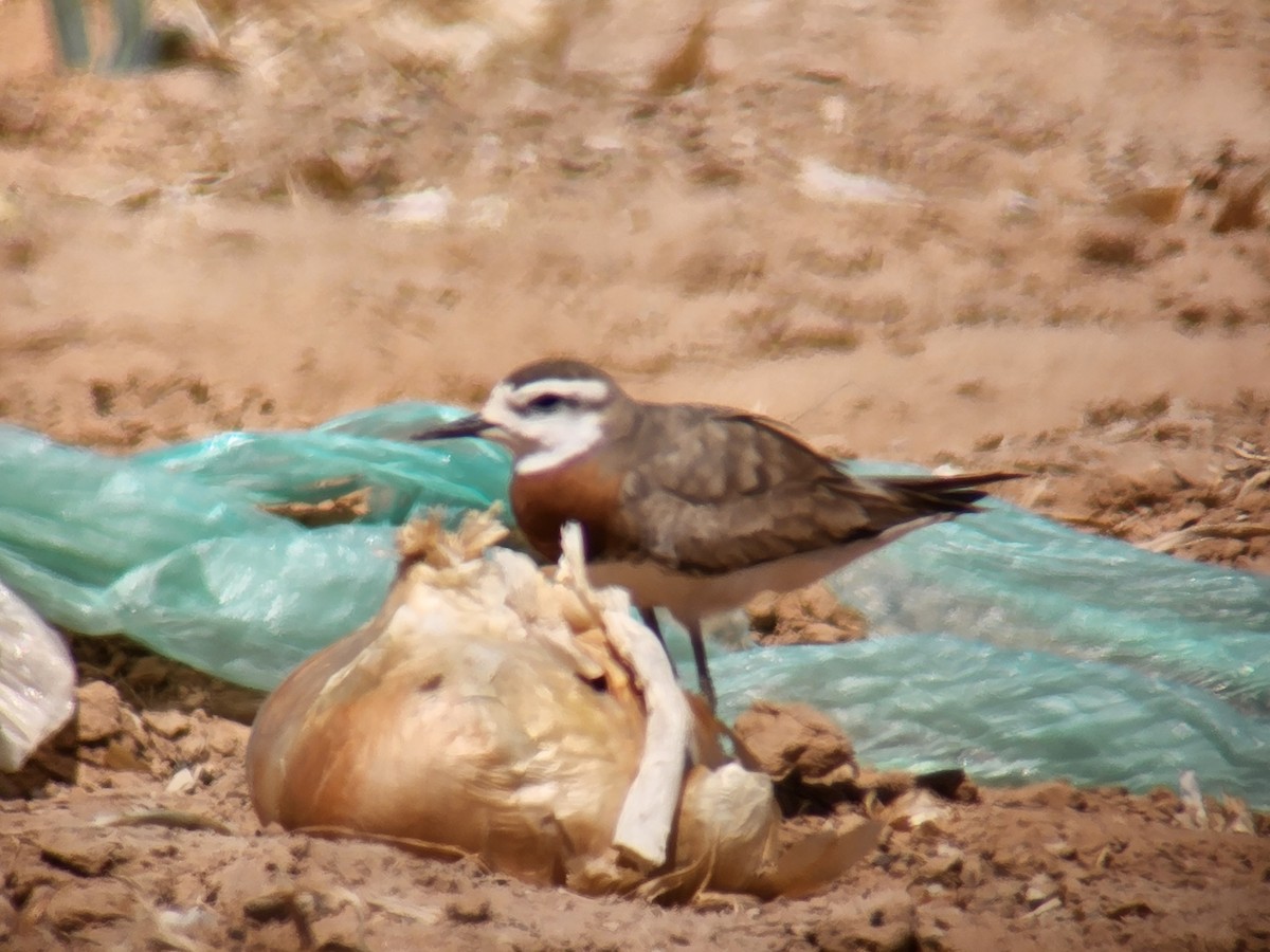 Caspian Plover - ML633954819