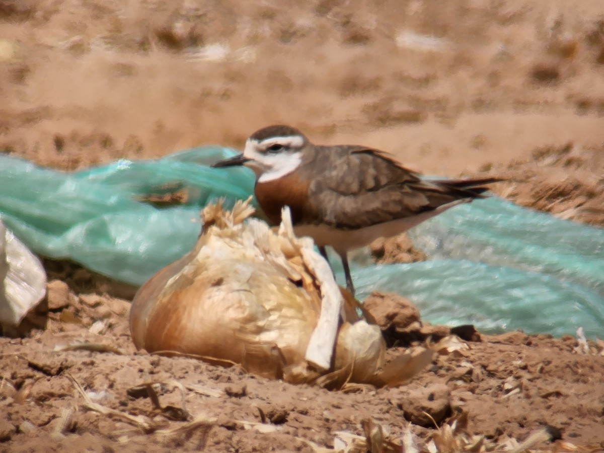 Caspian Plover - ML633954821