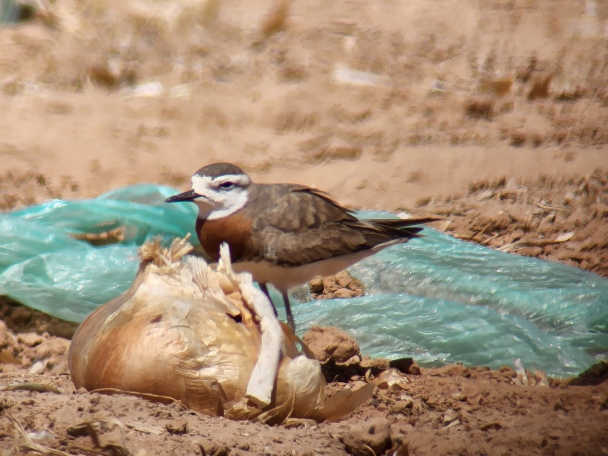 Caspian Plover - ML633954822