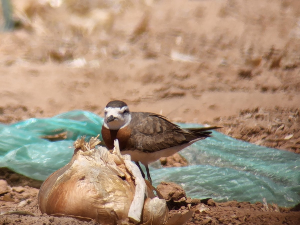 Caspian Plover - ML633954824